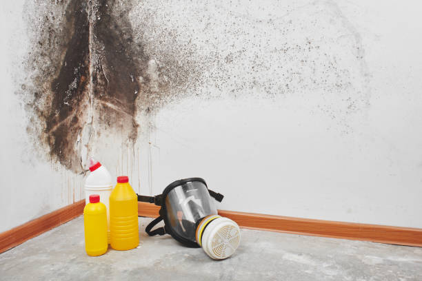 Best Mold Removal Process  in Boronda, CA