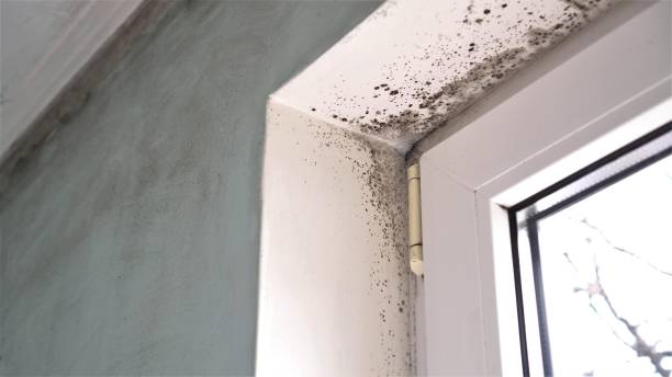 Best Commercial Mold Removal  in Boronda, CA