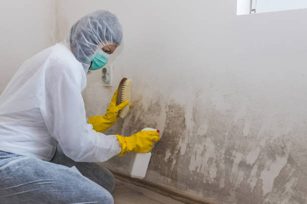 Best Black Mold Removal  in Boronda, CA