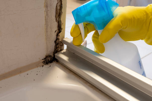 Best Mold Cleaning Services  in Boronda, CA