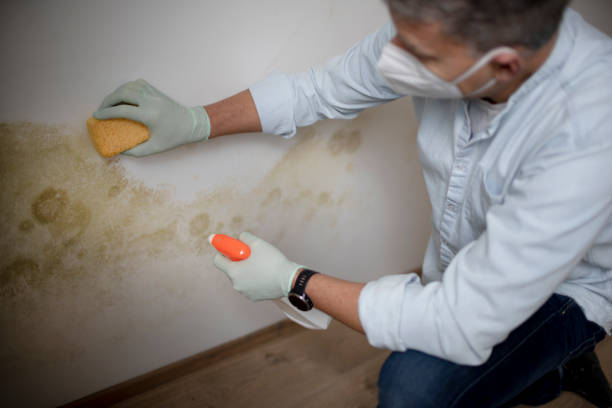 Crawl Space Mold Removal in Boronda, CA
