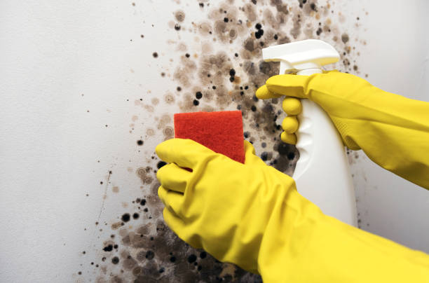 Best Affordable Mold Removal  in Boronda, CA