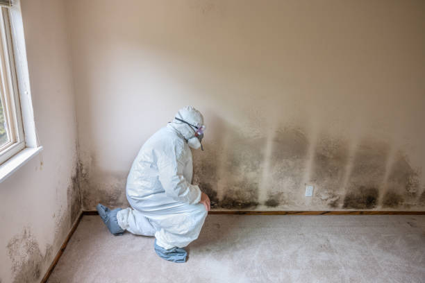 Best Local Mold Removal Service  in Boronda, CA