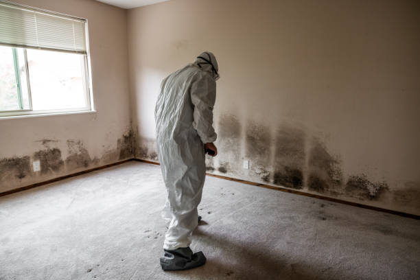 Best Toxic Mold Removal  in Boronda, CA