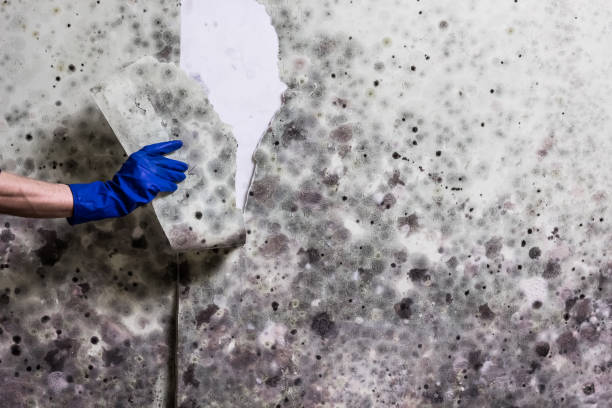 Best Fast Mold Removal  in Boronda, CA