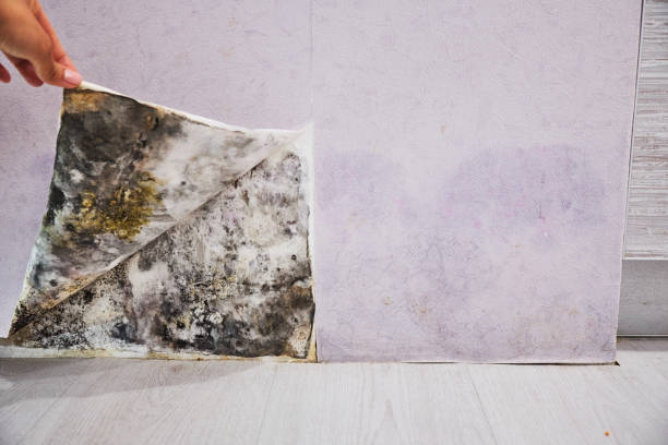 Best Professional Mold Removal  in Boronda, CA